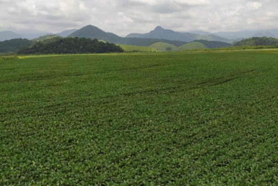 Macaé investe em plantação de soja e aposta em safra promissora para próxima colheita