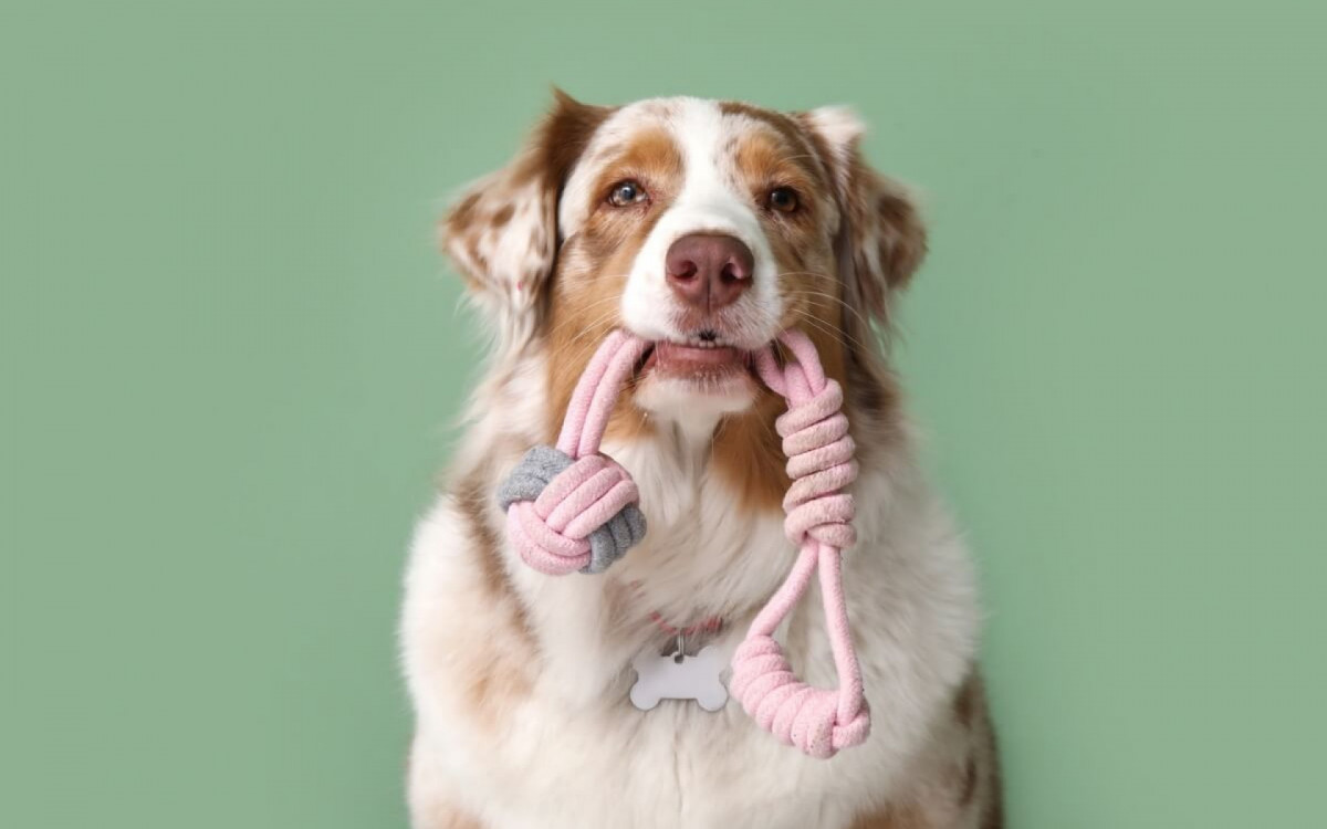 Os brinquedos oferecem est&iacute;mulo cognitivo e sensorial aos pets (Imagem: Pixel-Shot | Shutterstock) 
