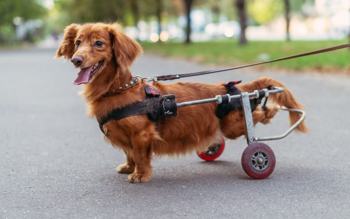 Com algumas adapta&ccedil;&otilde;es, os animais de estima&ccedil;&atilde;o com defici&ecirc;ncia podem ter uma qualidade de vida melhor (Imagem: Liukov | Shutterstock)