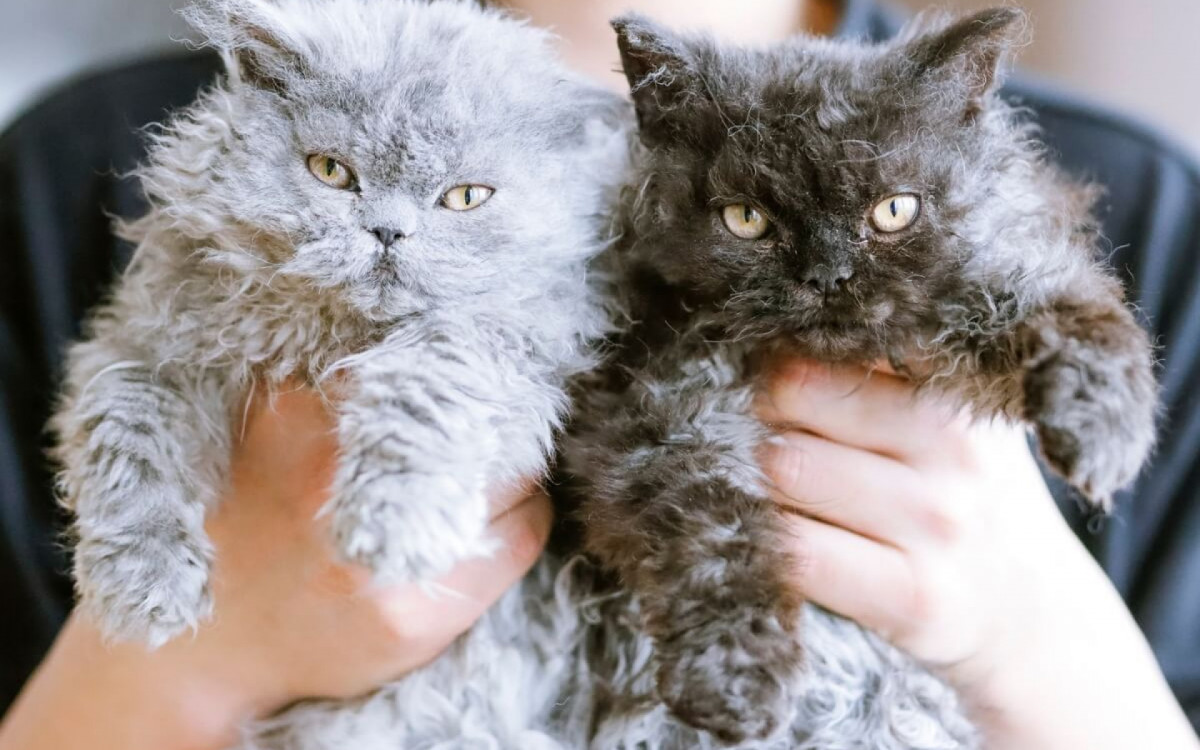 Gatos com pelagem cacheada se destacam dos demais (Imagem: Jilin Su | Shutterstock) 