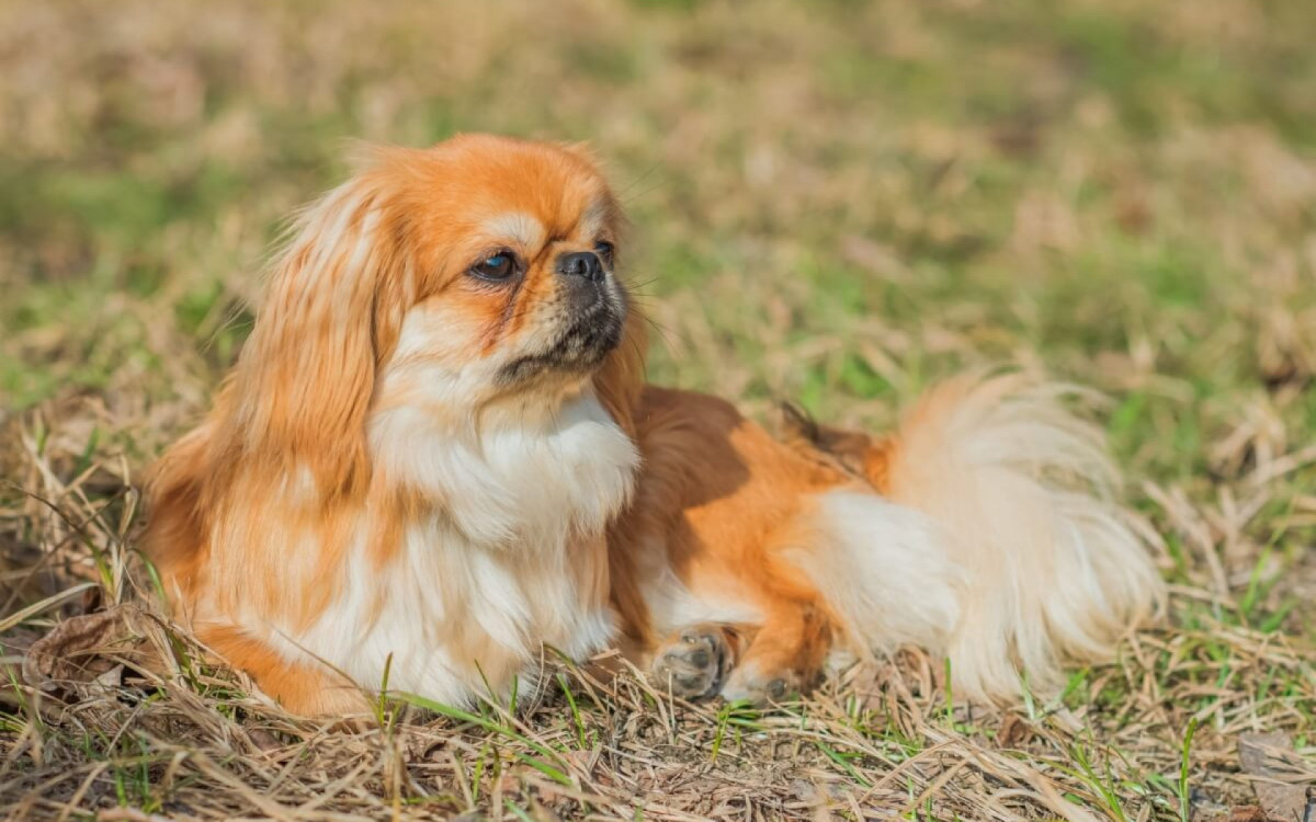 O pequin&ecirc;s &eacute; um cachorro corajoso e leal (Imagem: T.Den_Team | Shutterstock)