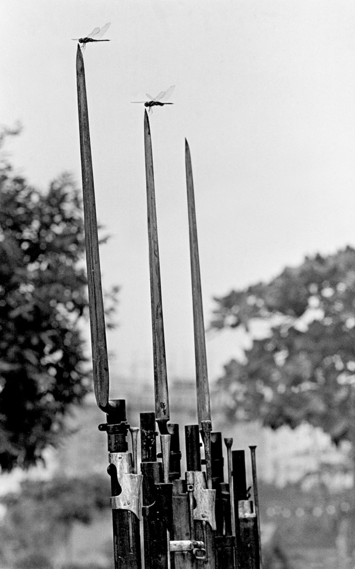 Baionetas e libélulas. Ano: 1966
