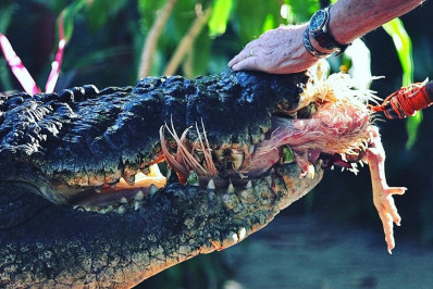 Maior crocodilo em cativeiro do mundo morre na Austrália aos 110 anos