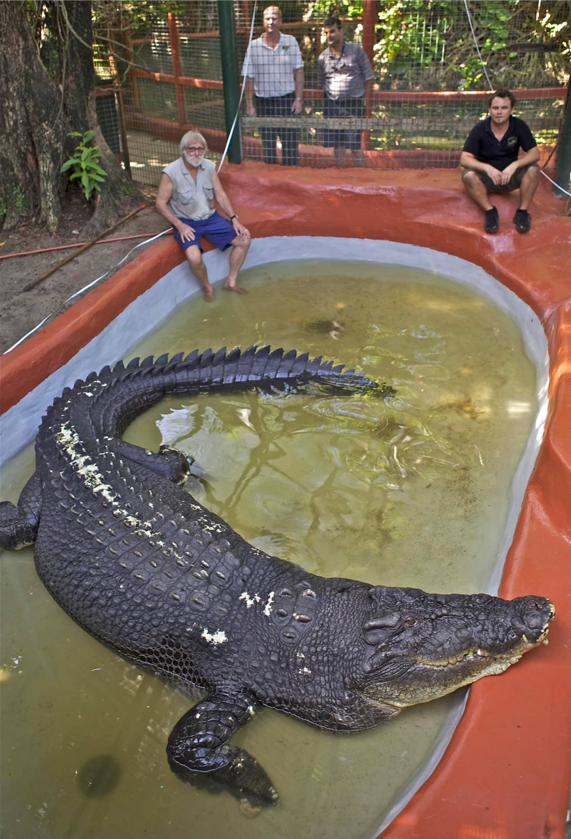 Crocodilo é medido em piscina - Divulgação