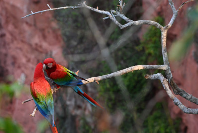 Com devastação, Ninhos Artificiais salvam Papagaios e Araras