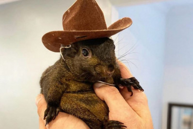 Sacrifício de esquilo 'influenciador' gera revolta de ativistas nos EUA