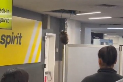 Vídeo: guaxinim cai de teto e provoca pânico em aeroporto