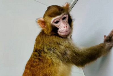 Cidade dos EUA entra em alerta após fuga de macacos de centro de pesquisa