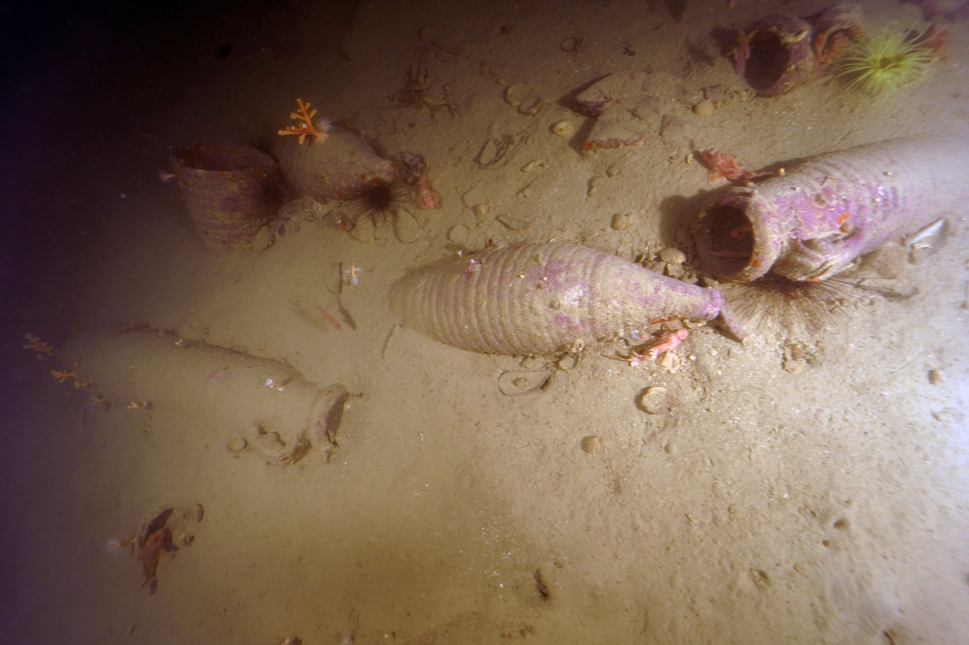                                 - Reprodução Facebook / Soprintendenza del Mare