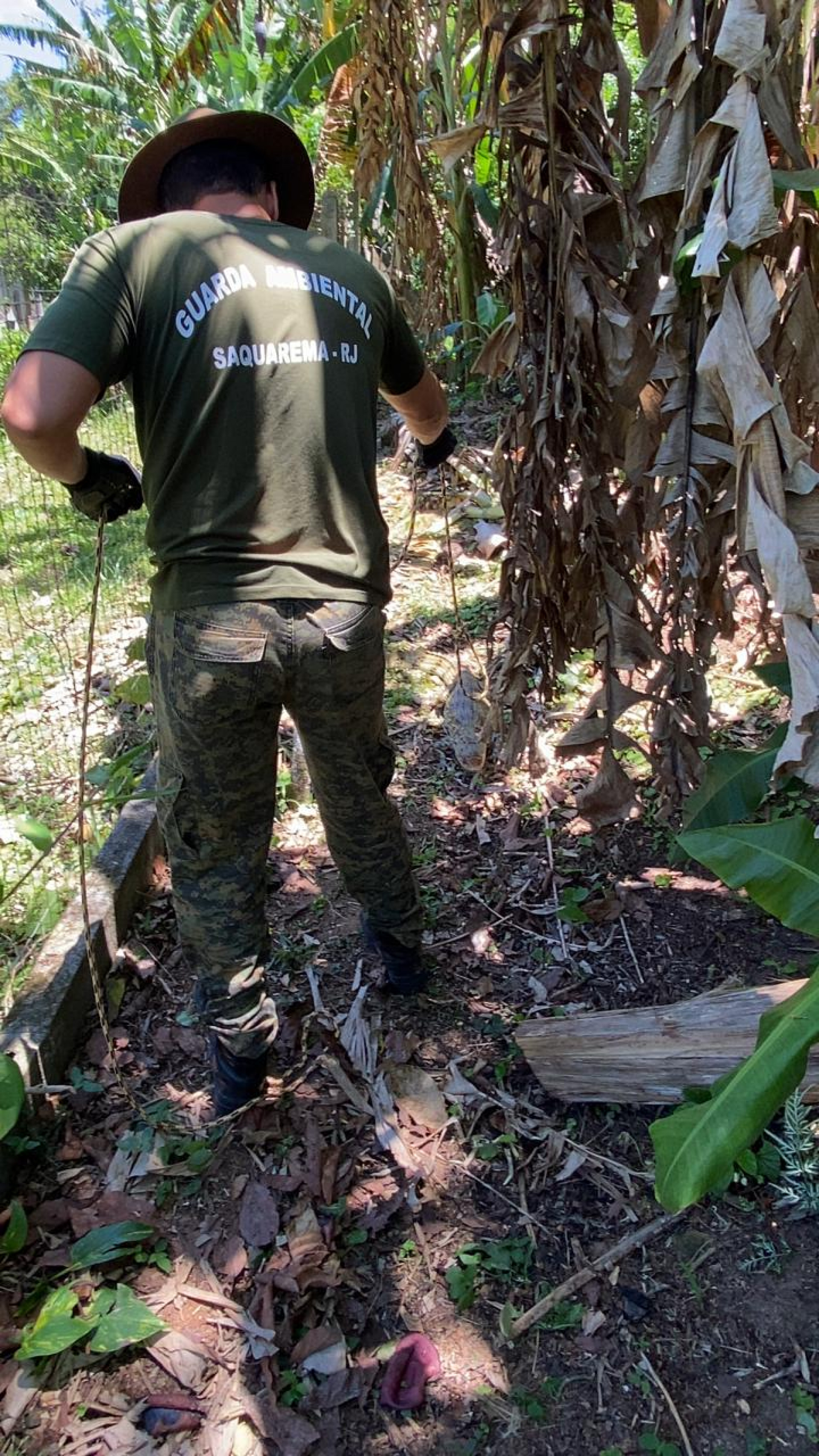Jacaré é resgatado em Sampaio Corrêa pela Guarda Ambiental de Saquarema - Divulgação/Prefeitura de Saquarema