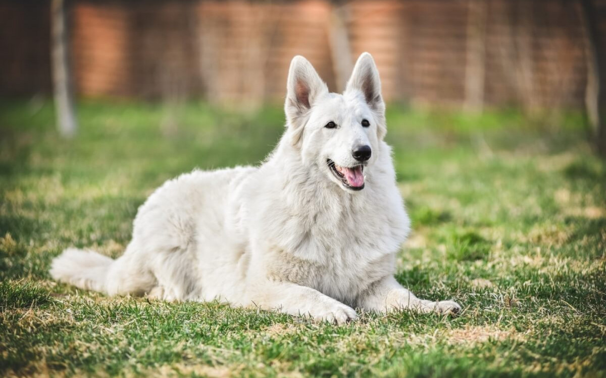 O pastor branco suíço é um cachorro de porte médio a grande (Imagem: Oksamutnaya
| Shutterstock)  