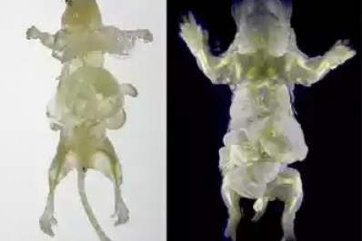 Cientistas criam o camundongo transparente