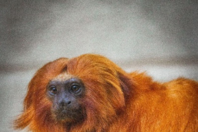 Zoológico de Brasília recebe mico-leão-dourado resgatado de traficantes de animais