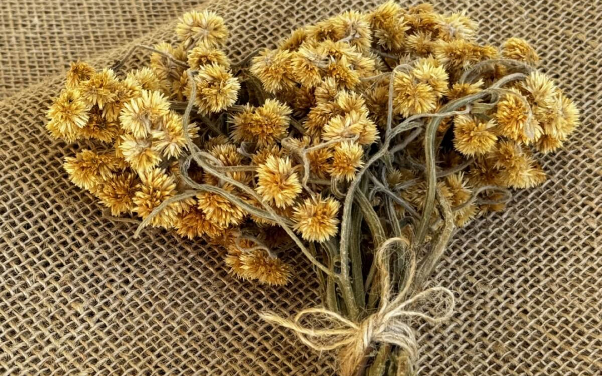 A marcela &eacute; uma planta com propriedades terap&ecirc;uticas (Imagem: Marli Anders Esmeriz | Shutterstock)