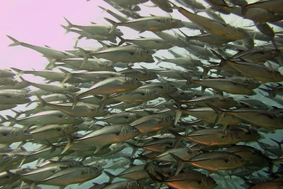 Milagre bíblico da multiplicação de peixes pode ter explicação científica, aponta estudo