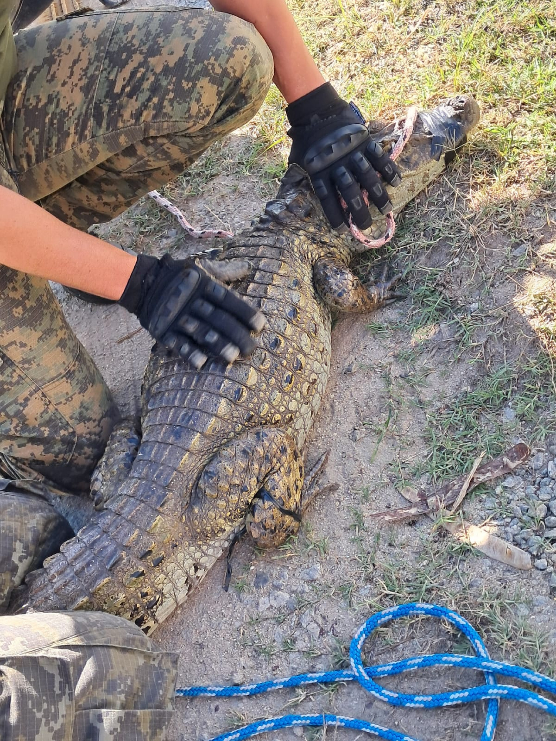 Guarda Ambiental resgata mais um jacaré-de-papo-amarelo em Saquarema - Divulgação/Prefeitura de Saquarema