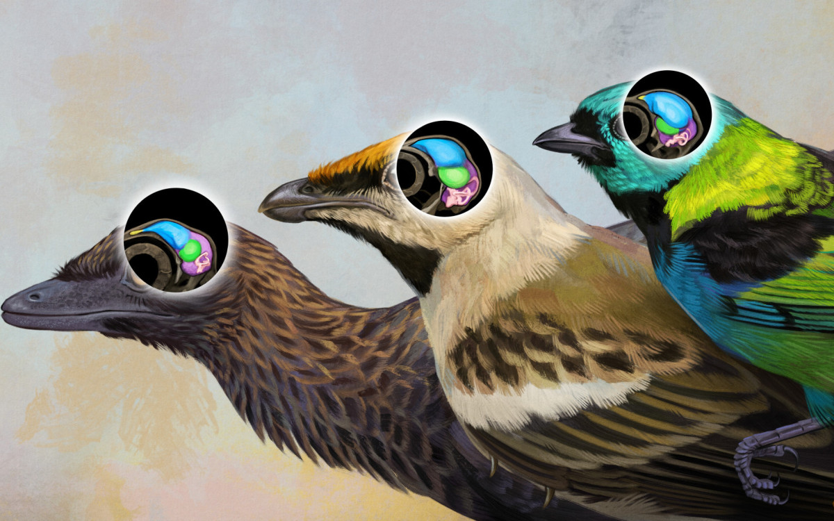 Evolução do cérebro de Navaornis