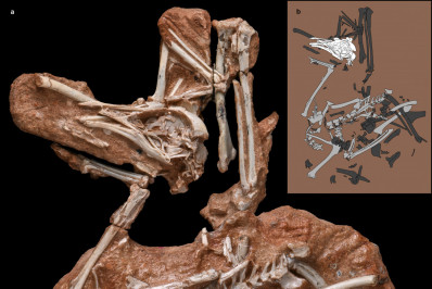 Elo perdido da ancestralidade das aves é descoberto em São Paulo
