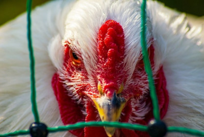 Jovem infectado no primeiro caso de gripe aviária do Canadá está em estado crítico