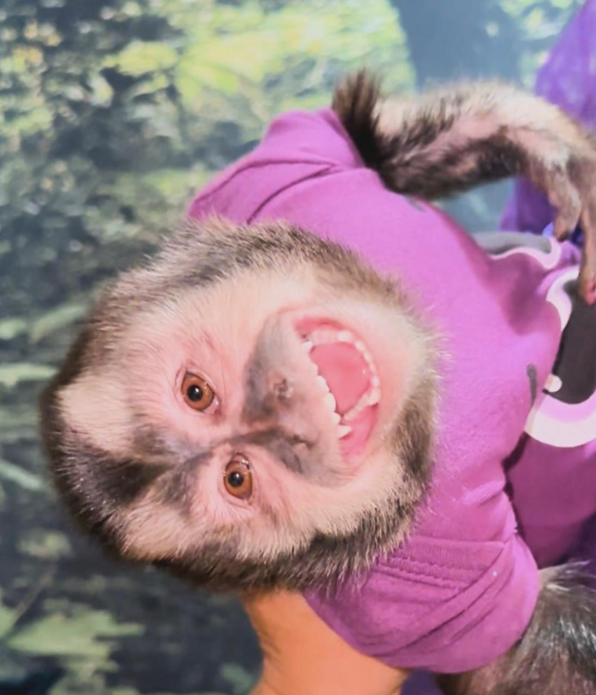 Macaca Olivia em momento de descontra&ccedil;&atilde;o - Divulga&ccedil;&atilde;o