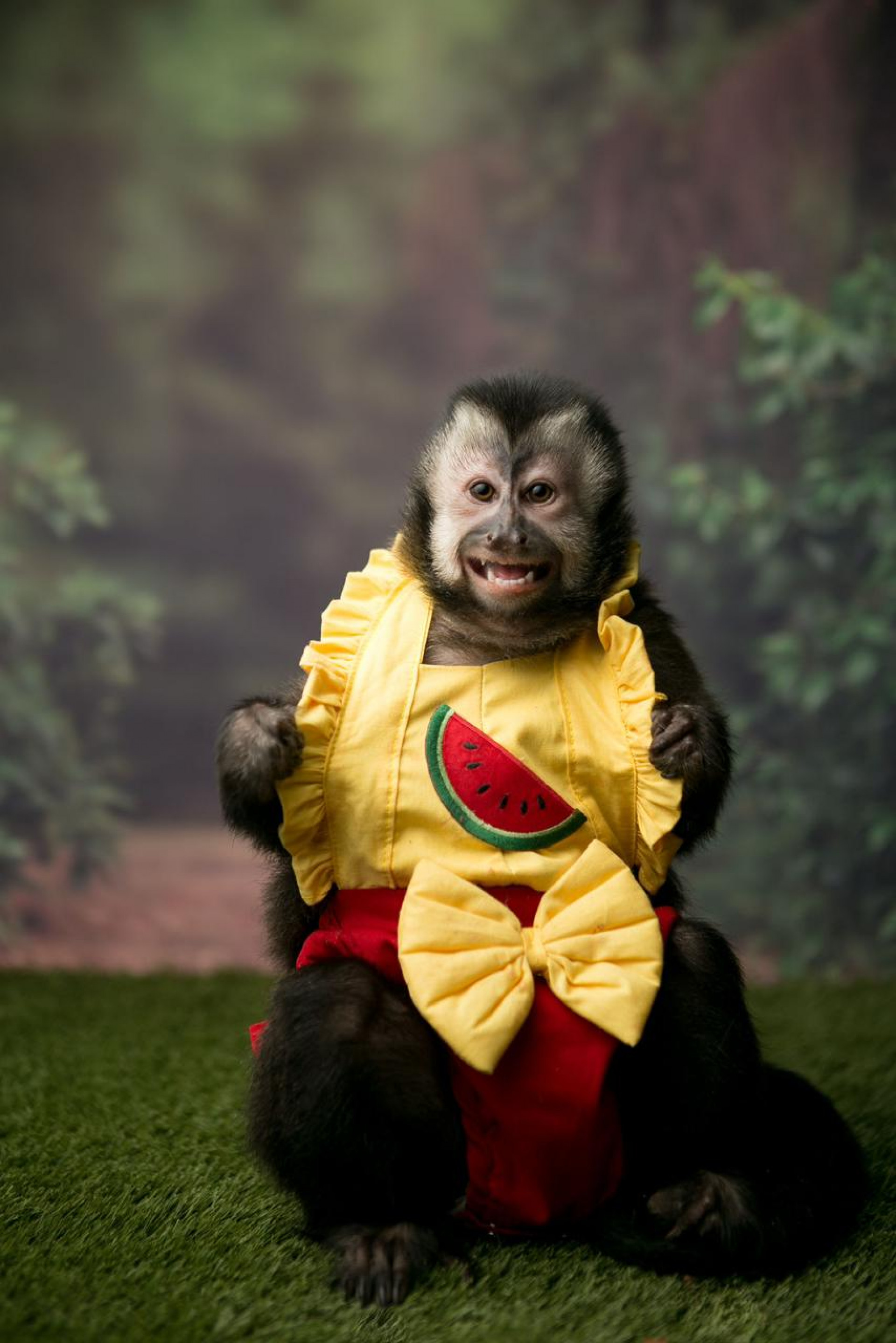 Momentos de fofurice - Divulga&ccedil;&atilde;o