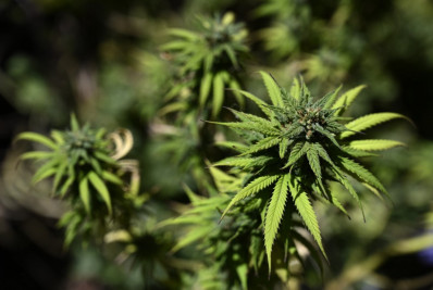 Segunda edição da ExpoCannabis começa nesta sexta-feira em São Paulo