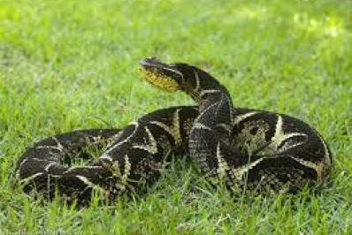 Cobra encontrada com espinhos de ouriço é resgatada