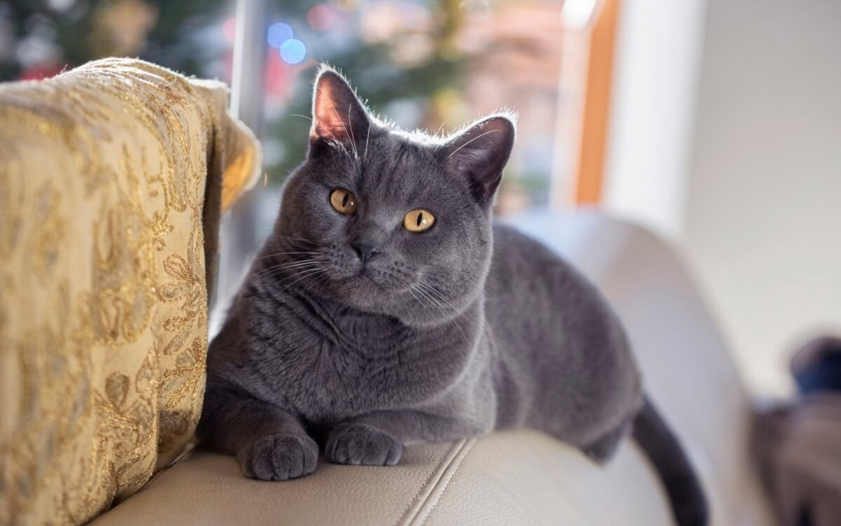 O chartreux &eacute; conhecido por sua personalidade afetuosa e calma (Imagem: Katniss studio | Shutterstock)