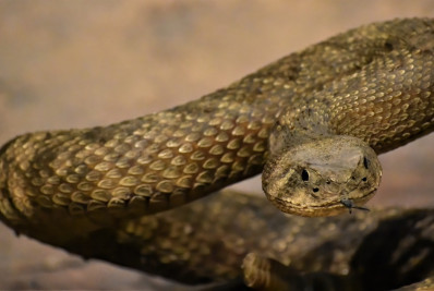 'Elas comem qualquer coisa, inclusive umas às outras': ilha dos EUA sofre com cobras e aranhas