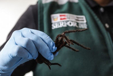 Alfândega alemã encontra 1,5 mil aranhas em embalagens de biscoitos