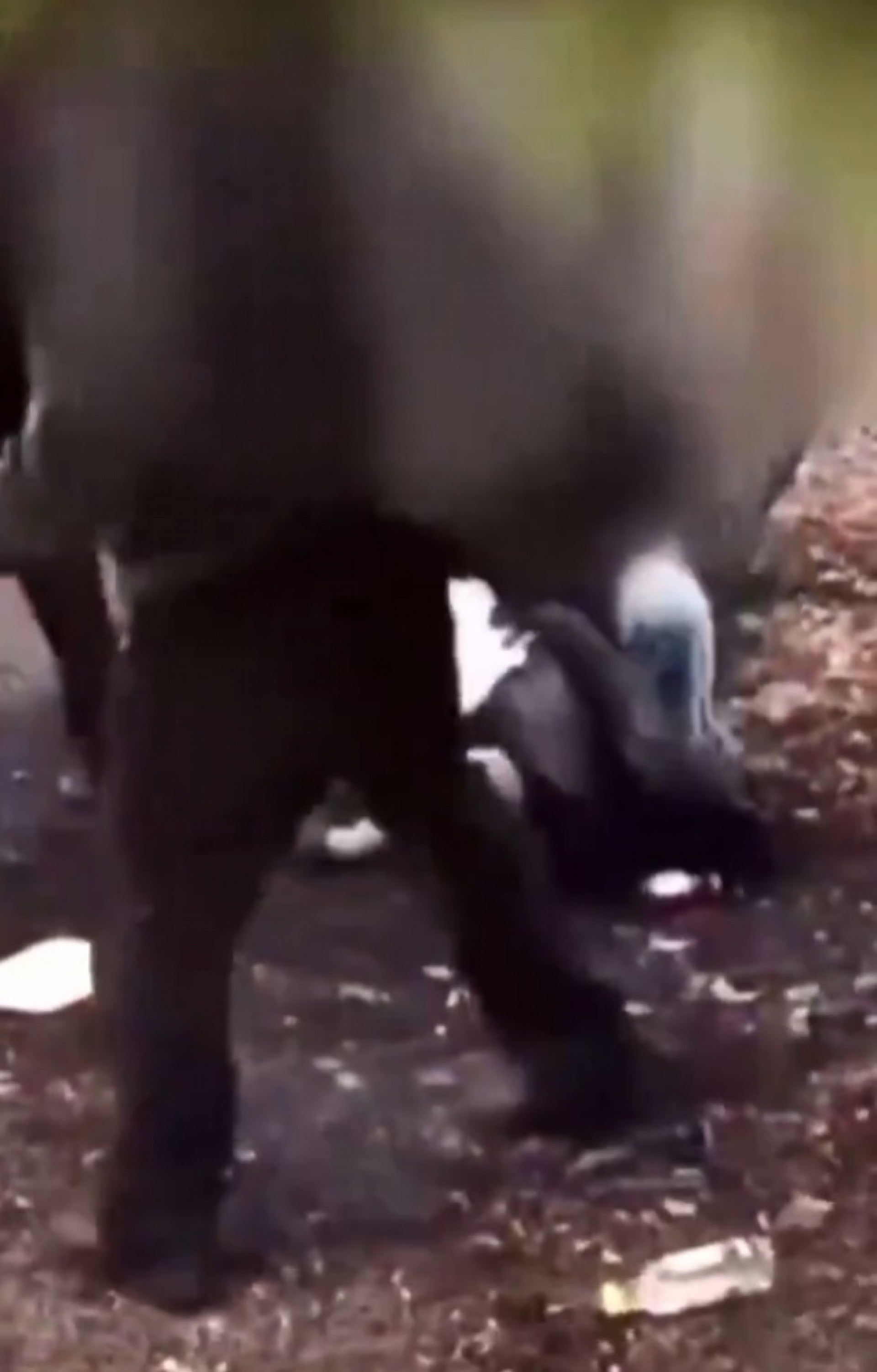 Estudantes da escola registraram o momento da briga - Reprodução / X