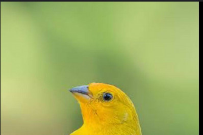 Pássaros são resgatados pela 3ª Unidade de Polícia Ambiental     