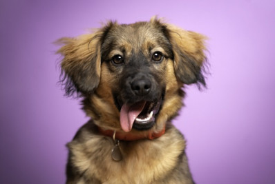 Alemanha alcança arrecadação e bate recorde do imposto sobre cachorro