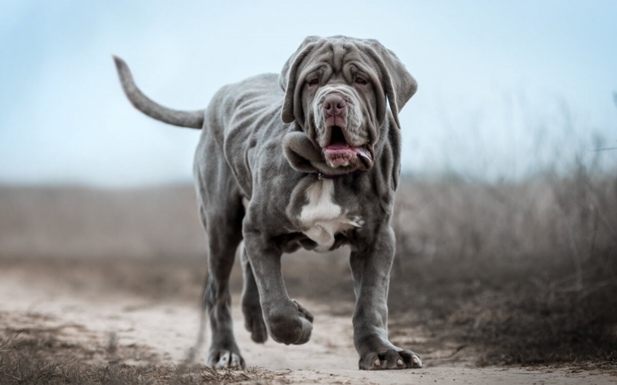 Os cachorros da ra&ccedil;a mastiff t&ecirc;m um porte robusto, mas s&atilde;o conhecidos por sua personalidade d&oacute;cil (Imagem: Photobox.ks | Shutterstock) 