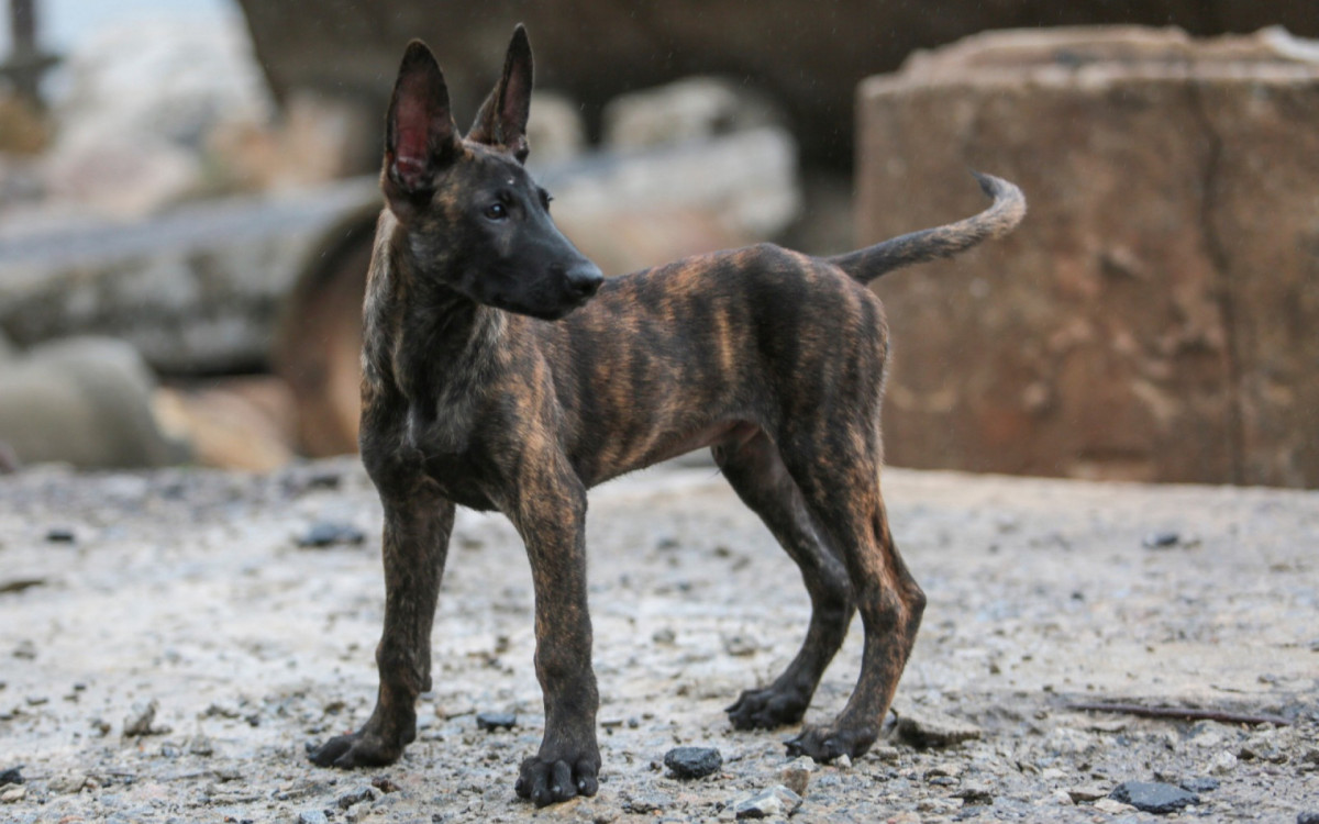 Cão está passando por treinamentos do Corpo de Bombeiros
