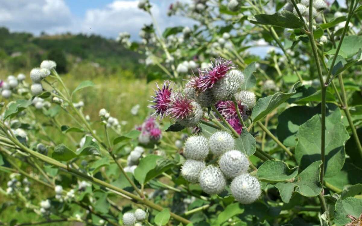A bardana &eacute; uma planta medicinal ben&eacute;fica para a sa&uacute;de (Imagem: Orest lyzhechka | Shutterstock)