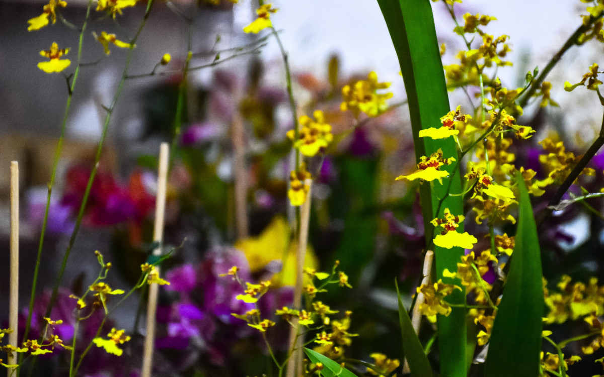 Além da exposição de orquídeas, bromélias e suculentas, evento contou com
shows de artistas locais todas as noites

