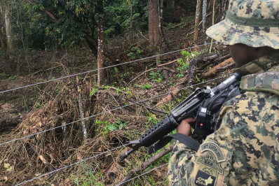 Corte ilegal de árvores é identificado em Rio Claro