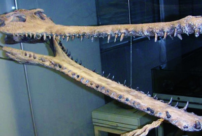 Fóssil de crocodilo de entre 10 a 12 milhões de anos é descoberto no Peru