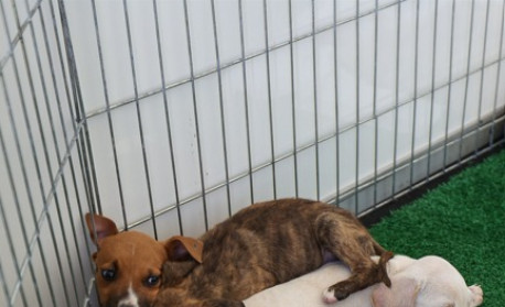 Prefeitura de Saquarema realizará mais uma edição da campanha de adoção de animais neste sábado