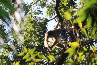 Projeto em Cachoeiras de Macacu promove educação ambiental e reflorestamento da região