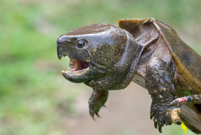 Agricultura apreende 386 tartarugas chinesas em condições precárias no Aeroporto de Guarulhos