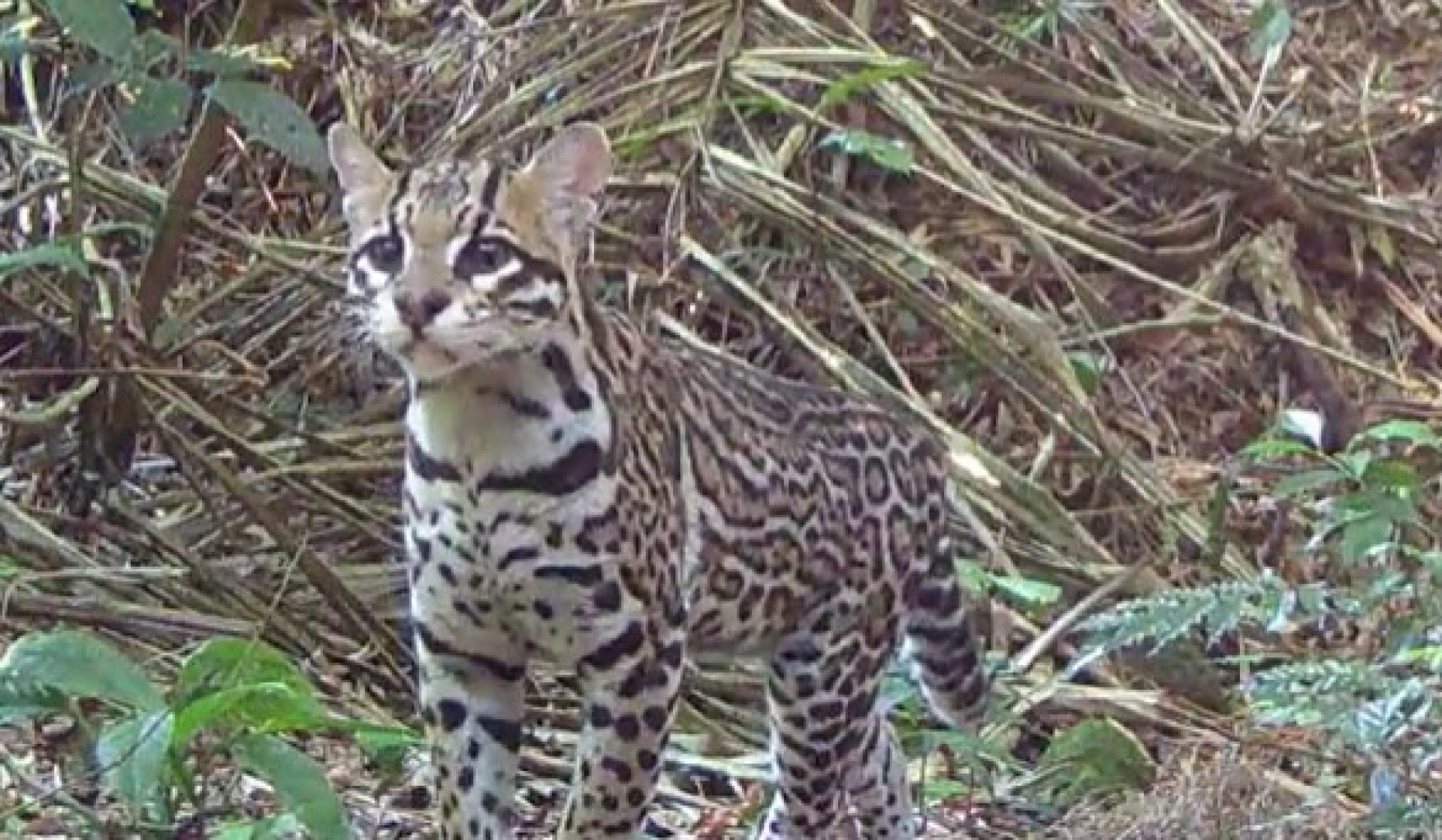 Monitoramento de fauna do Projeto Guapiaçu - Divulgação / Projeto Guapiaçu