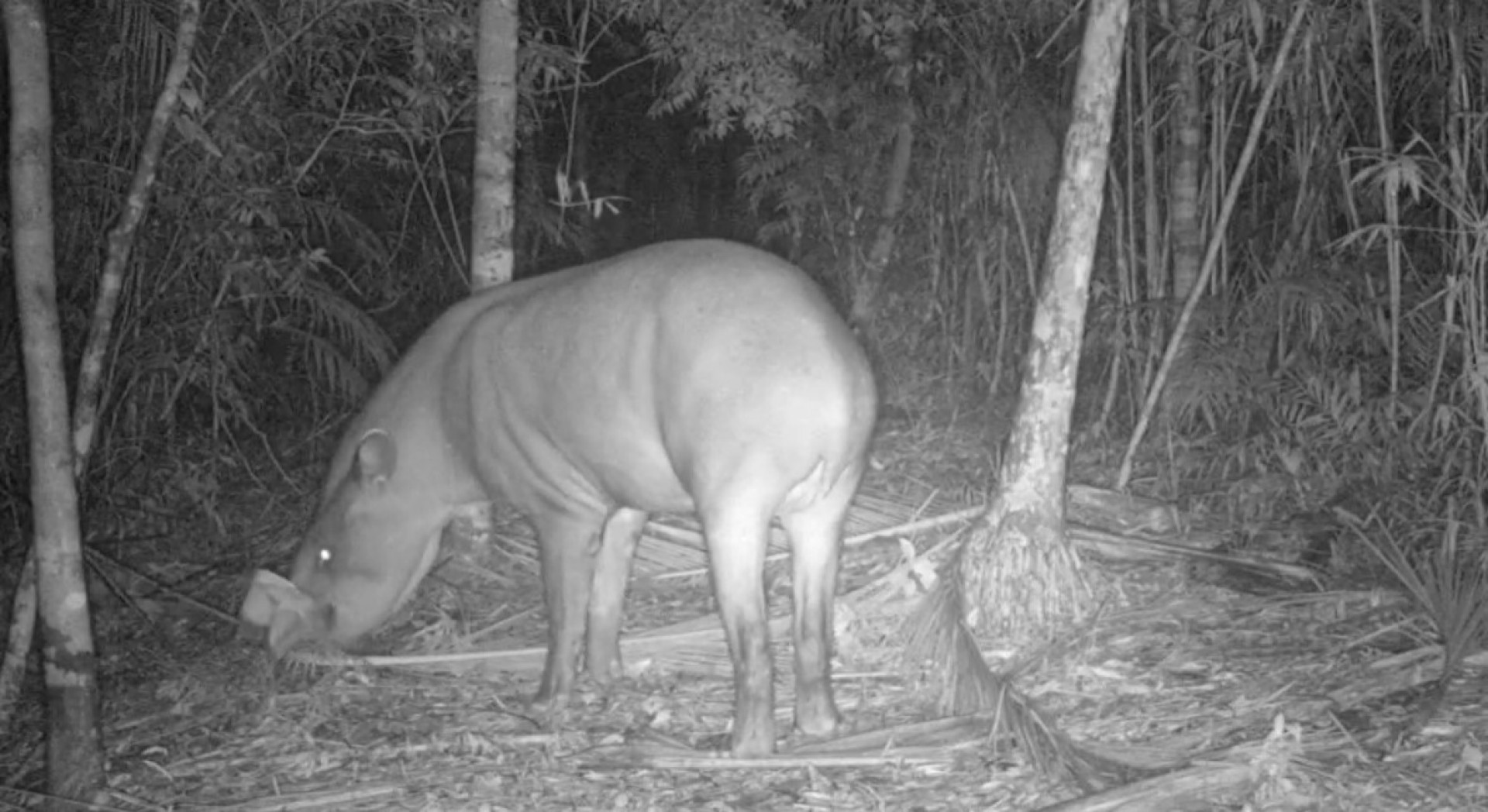 Monitoramento de fauna do Projeto Guapiaçu - Divulgação / Projeto Guapiaçu