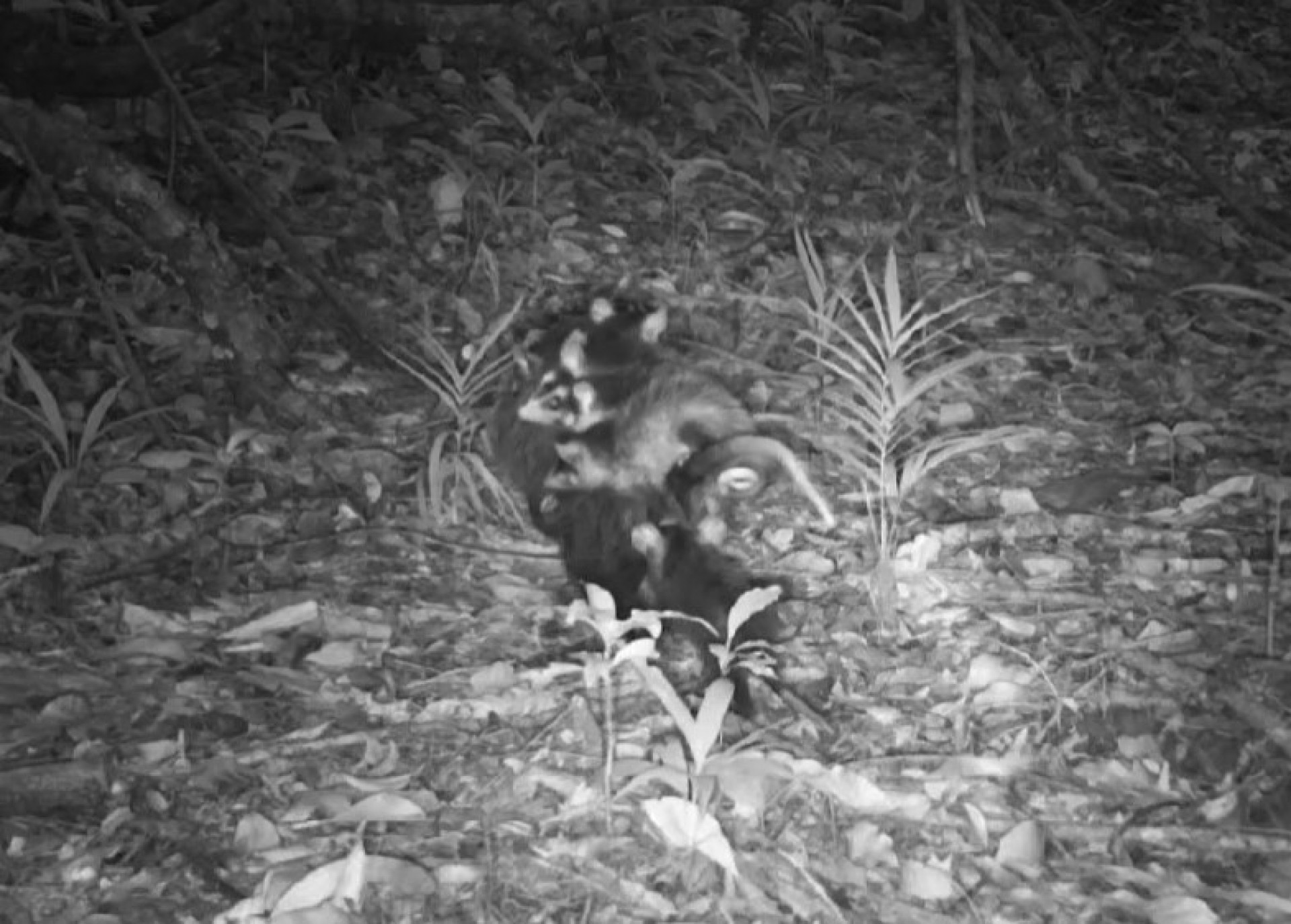 Monitoramento de fauna do Projeto Guapiaçu - Divulgação / Projeto Guapiaçu