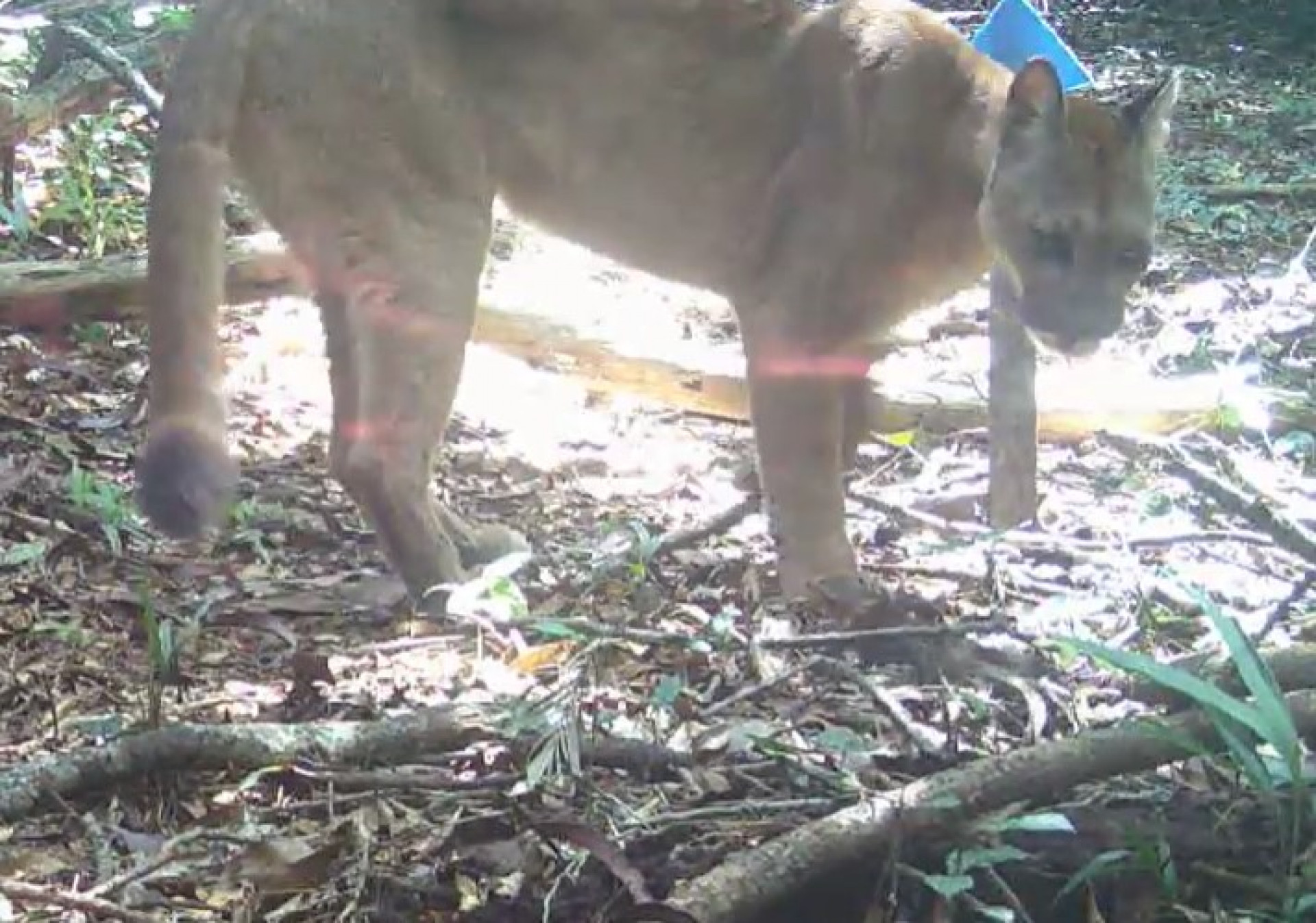 Monitoramento de fauna do Projeto Guapiaçu - Divulgação / Projeto Guapiaçu