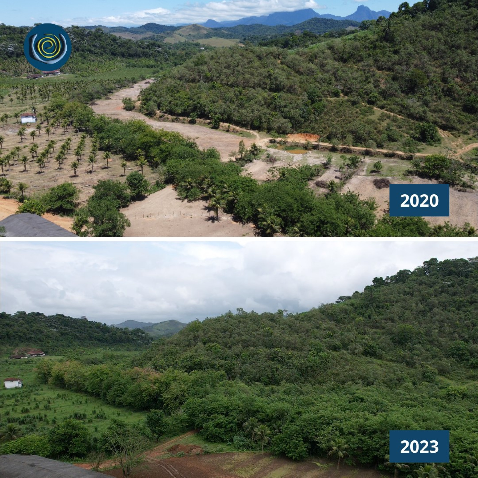 Antes e depois de área reflorestada no Instituto Vital Brazil - Divulgação / Projeto Guapiaçu