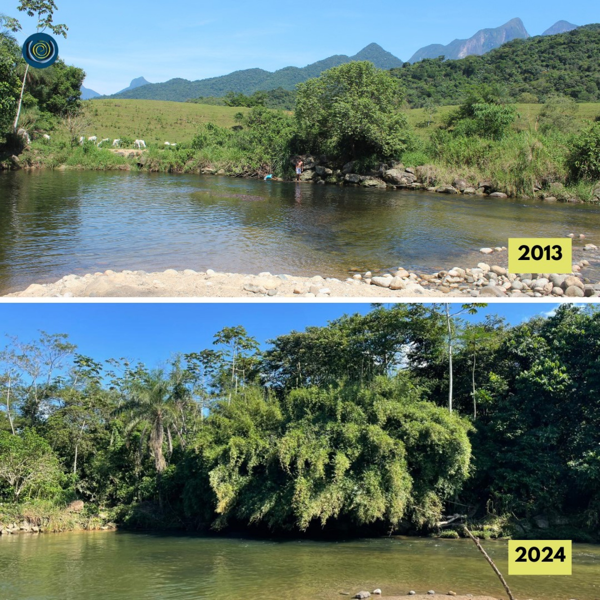 Antes e depois de área reflorestada na Prainha - Tatiana Horta / Projeto Guapiaçu