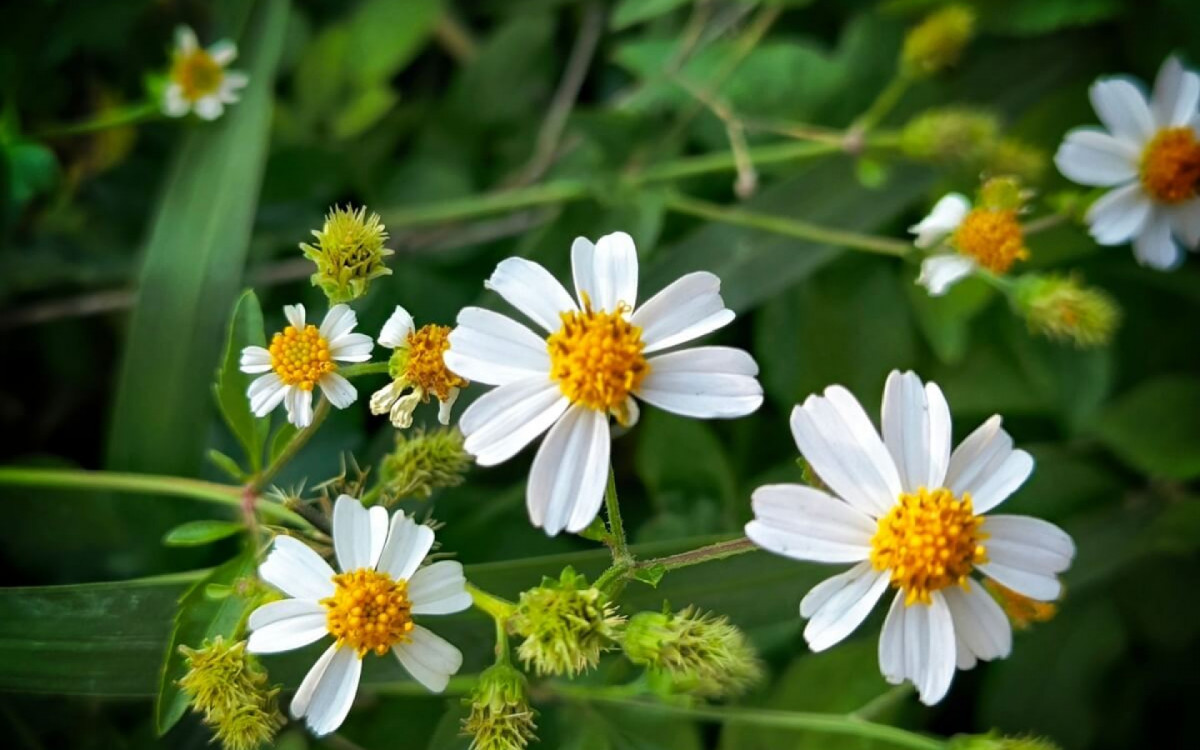 O pic&atilde;o &eacute; uma planta com propriedades terap&ecirc;uticas (Imagem: Jauhari Rijal | Shutterstock)