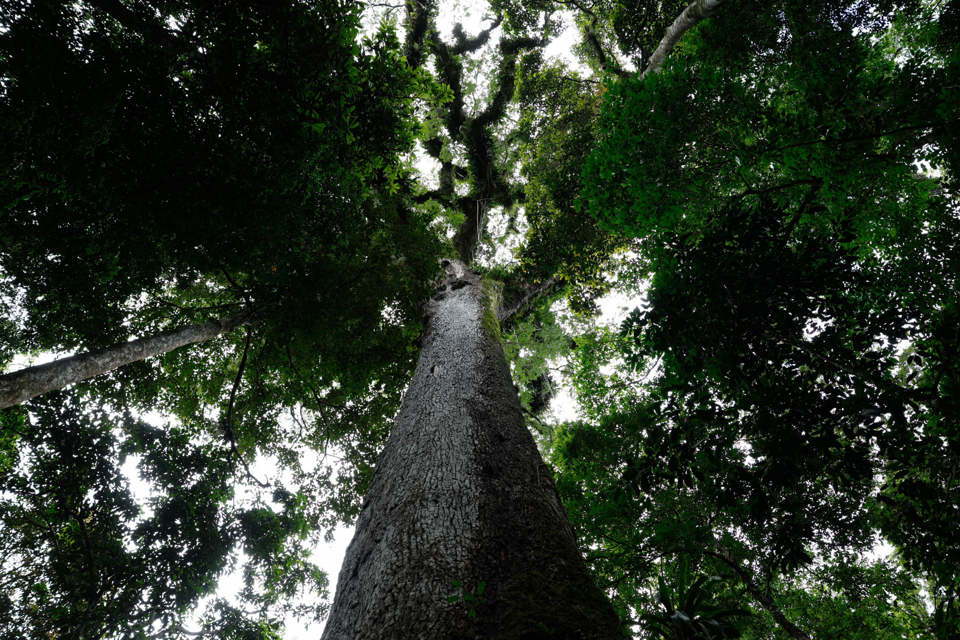 Jequitibá-rosa (Cariniana legalis) milenar, com mais de 40 metros de altura, é destaque do Parque Estadual dos Três Picos - Fernando Frazão/Agência Brasil